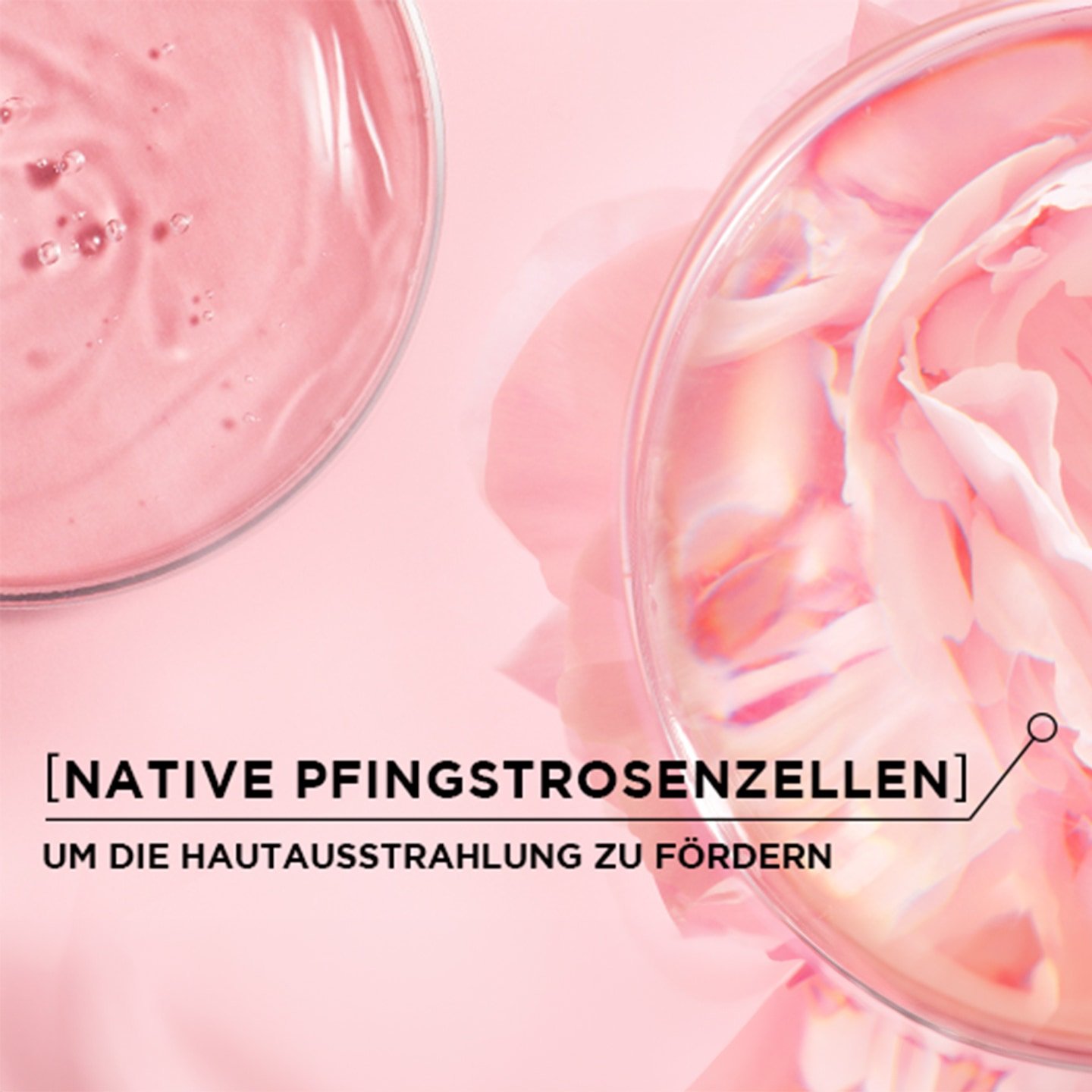 Textur von nativem Pfingstrosenzellen